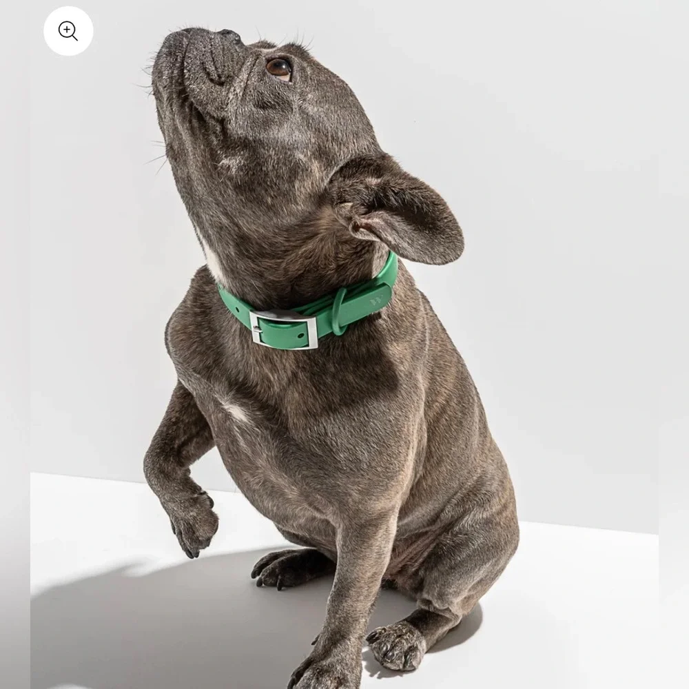 Wild One Dog Collar - M (12-15